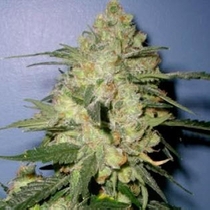 Stinky (Next Generation Seeds) Cannabis Seeds