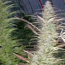Timewarp (Next Generation Seeds) Cannabis Seeds