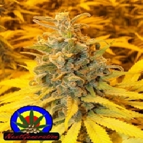 Trump Towers (Next Generation Seeds) Cannabis Seeds