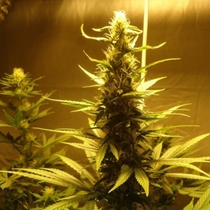 AK 48 (Nirvana Seeds) Cannabis Seeds
