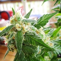 AK48 Auto (Nirvana) Cannabis Seeds