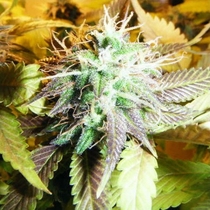 Aurora Indica (Nirvana Seeds) Cannabis Seeds