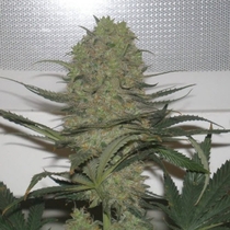 Blue Mystic (Nirvana Seeds) Cannabis Seeds