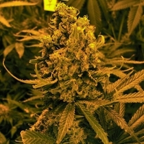 Blueberry Kush Auto (Nirvana Seeds) Cannabis Seeds