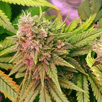 Bubblelicious auto (Nirvana Seeds) Cannabis Seeds