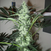 Ice (Nirvana Seeds) Cannabis Seeds
