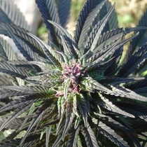 Kaya Gold (Nirvana Seeds) Cannabis Seeds