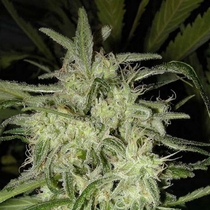 Lemon OG Haze Auto (Nirvana Seeds) Cannabis Seeds