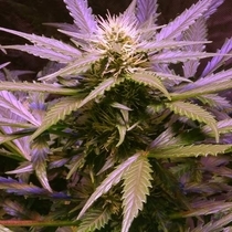 Lemon OG Haze (Nirvana Seeds) Cannabis Seeds