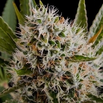 Lithium OG Kush (Nirvana Seeds) Cannabis Seeds