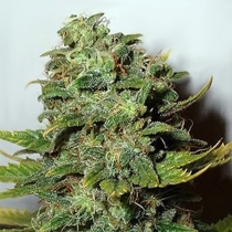 Mango Skunk (Nirvana Seeds) Cannabis Seeds