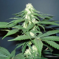 Master Kush (Nirvana Seeds) Cannabis Seeds