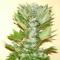 Misty Kush (Nirvana Seeds) Cannabis Seeds
