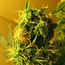 Northern Lights Auto (Nirvana Seeds) Cannabis Seeds