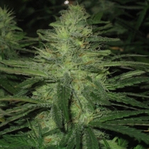 Northern Lights (Nirvana Seeds) Cannabis Seeds