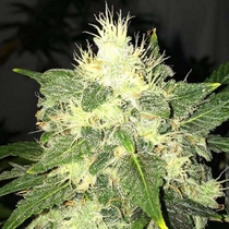 Lithium OG Kush Auto (Nirvana Seeds) Cannabis Seeds