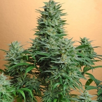 Papaya (Nirvana Seeds) Cannabis Seeds