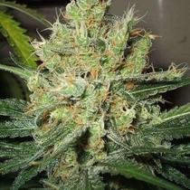 PPP (Nirvana Seeds) Cannabis Seeds