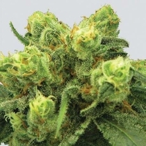 Big Bud (Nirvana) Cannabis Seeds