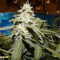 Short Rider (Nirvana Seeds) Cannabis Seeds