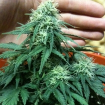 Short Rider (Nirvana Seeds) Cannabis Seeds