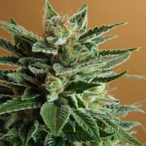 Snow White (Nirvana Seeds) Cannabis Seeds