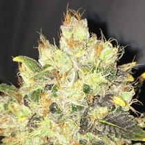 Supreme CBD Durban (Nirvana Seeds) Cannabis Seeds