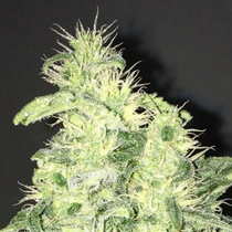 Supreme CBD Kush (Nirvana Seeds) Cannabis Seeds