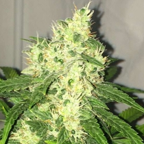 Swiss Cheese Auto (Nirvana Seeds) Cannabis Seeds