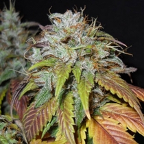 Swiss Cheese (Nirvana Seeds) Cannabis Seeds