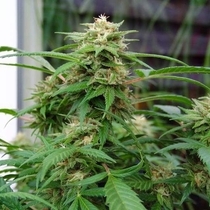White Rhino (Nirvana Seeds) Cannabis Seeds