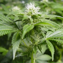 White Widow (Nirvana Seeds) Cannabis Seeds