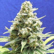 Amnesia Lemon Kush (Original Sensible Seeds) Cannabis Seeds
