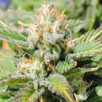 Auto Black JH (Original Sensible Seeds) Cannabis Seeds