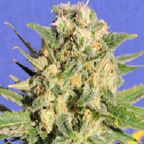 Auto AK XXL (Formely Auto Destroyer (Original Sensible Seeds) Cannabis Seeds