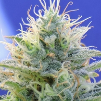 Auto Ghost OG (Original Sensible Seeds) Cannabis Seeds