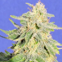 Auto JH (Original Sensible Seeds) Cannabis Seeds