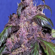 Auto Purple (Original Sensible Seeds) Cannabis Seeds