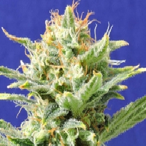 Auto Super Skunk(Formely Auto Skunk) (Original Sensible Seeds) Cannabis Seeds