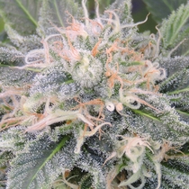 Black Ghost OG (Original Sensible Seeds) Cannabis Seeds