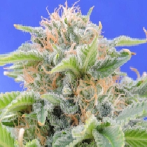 Black Gum (Original Sensible Seeds) Cannabis Seeds