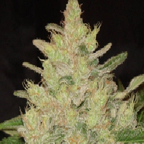 Blueberry Ghost OG (Original Sensible Seeds) Cannabis Seeds