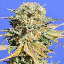 Bruce Banner #3 (Original Sensible Seeds) Cannabis Seeds