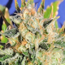 Critical Diesel Auto (Original Sensible Seeds) Cannabis Seeds