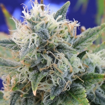 Girl Scout Cookies (Original Sensible Seeds) Cannabis Seeds