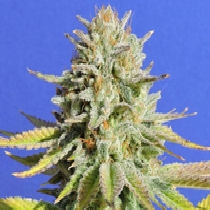 Gorilla Glue #4 (Original Sensible Seeds) Cannabis Seeds