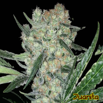 Juanita (Original Sensible Seeds) Cannabis Seeds
