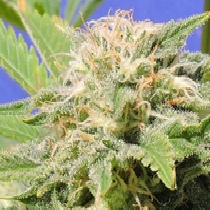 Kali AK (Original Sensible Seeds) Cannabis Seeds