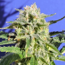 Lemonberry Haze Auto (Original Sensible Seeds) Cannabis Seeds