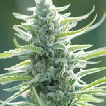 Pure Africa (Original Sensible Seeds) Cannabis Seeds